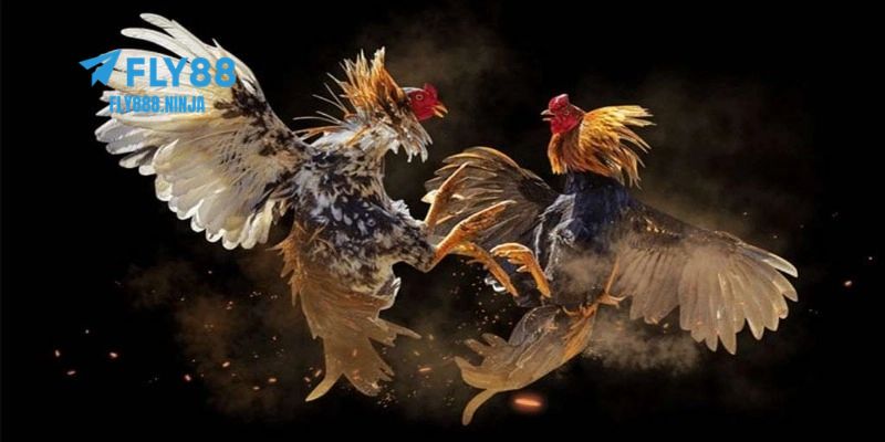 Bật mí mẹo chơi đá gà cựa sắt hiệu quả từ cao thủ