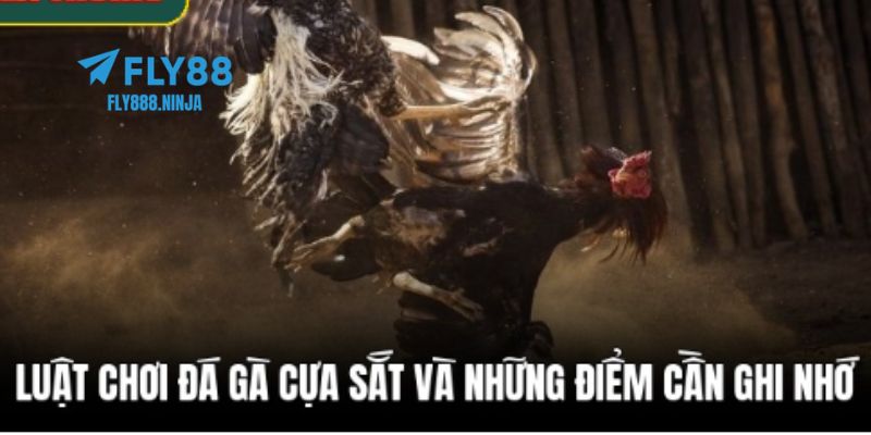 Luật chơi đá gà cựa sắt chuẩn xác nhất hiện nay