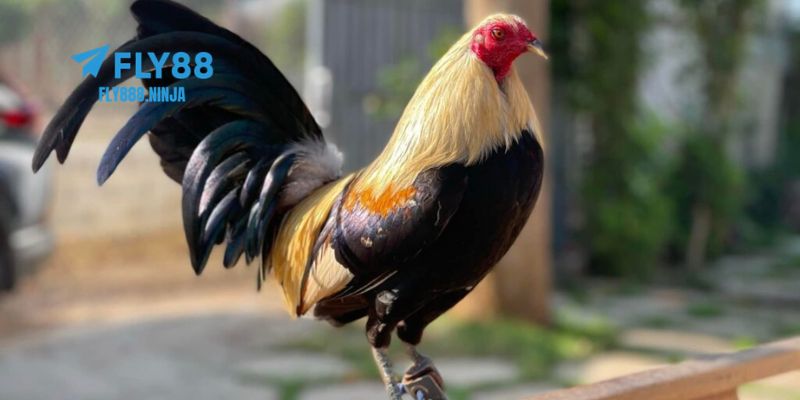 Những giống gà thường được chọn để thi đấu cựa sắt
