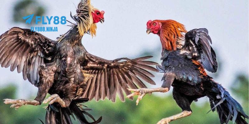 Tìm hiểu về đá gà cựa sắt